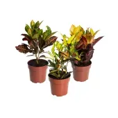 Cróton Híbrido Variado - Folha Imperial Pote 17