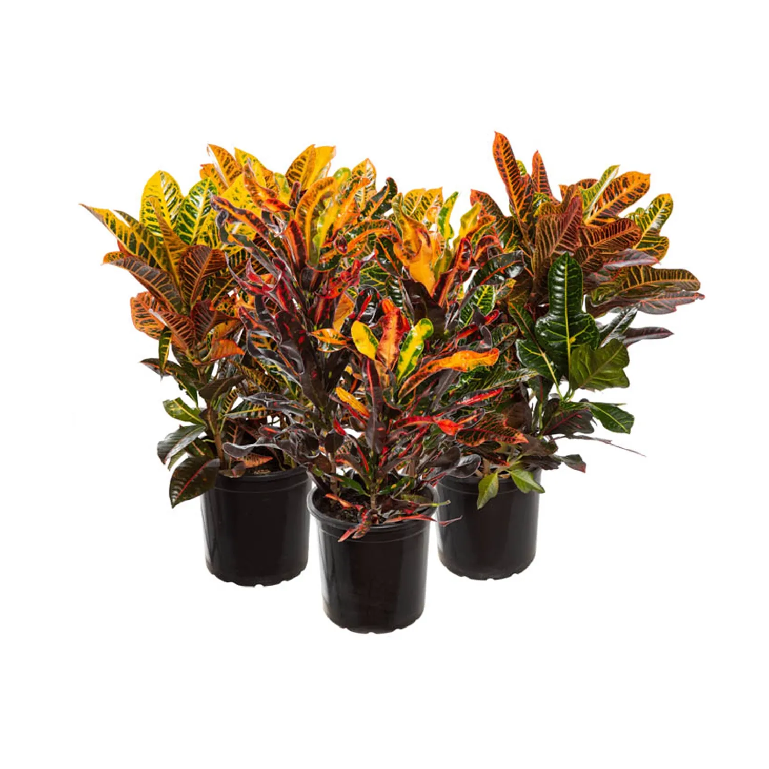 Croton-Hibrido-Variado-Folha-Imperial-p24.webp