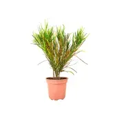 Croton Picassos Paintbrush Pote 18