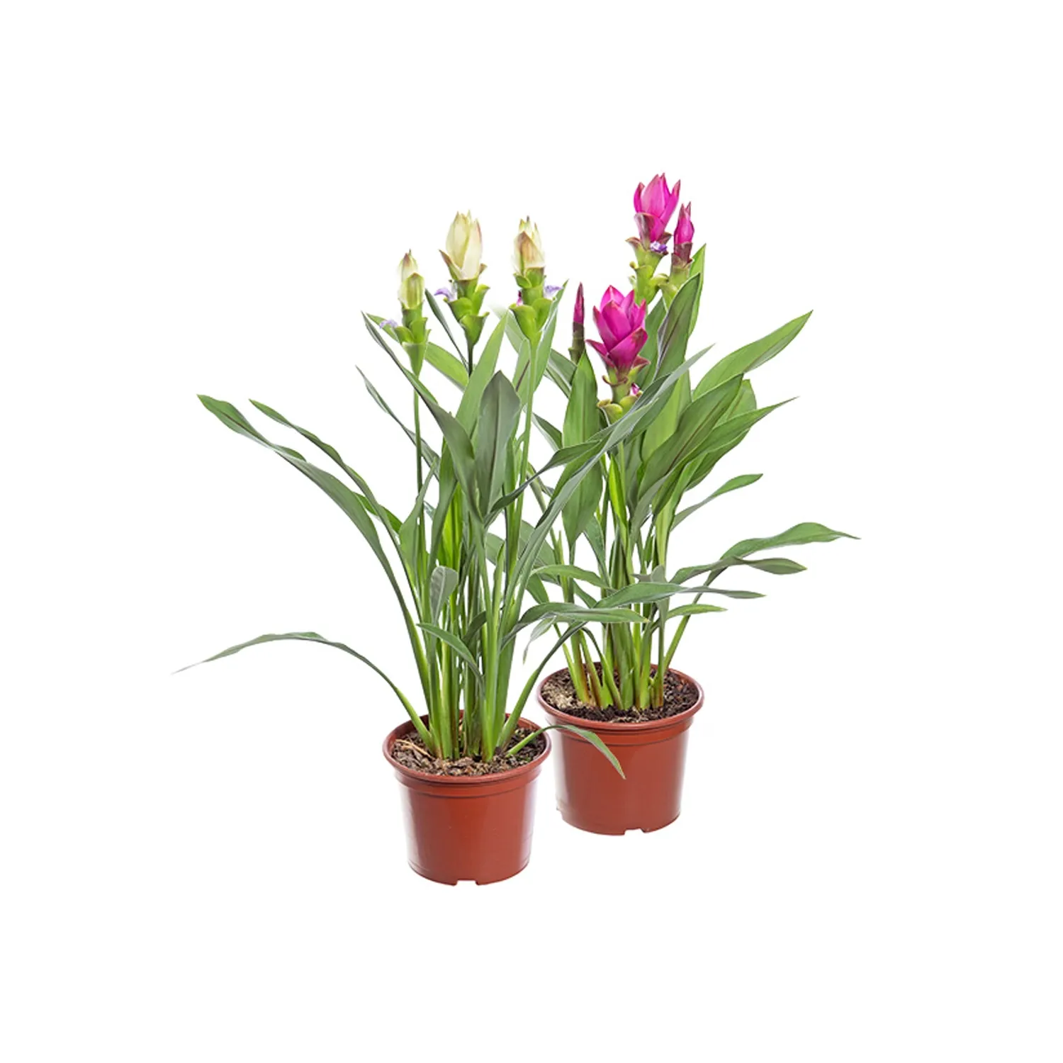 Curcuma---Acafrao-da-Cochinchina-p15.webp