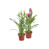 Cúrcuma - Açafrão da Cochinchina Pote 15