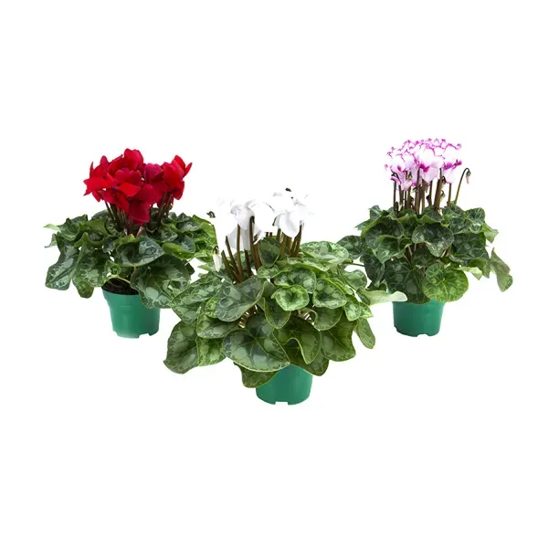 Cyclamen Planta Natural Pote 14 Único