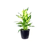 Dieffenbachia Camilla Planta Natural Pote 17