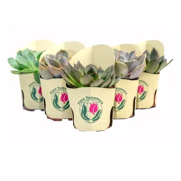 Echeveria-Mini---Rosa-de-Pedra-Pote-06.webp