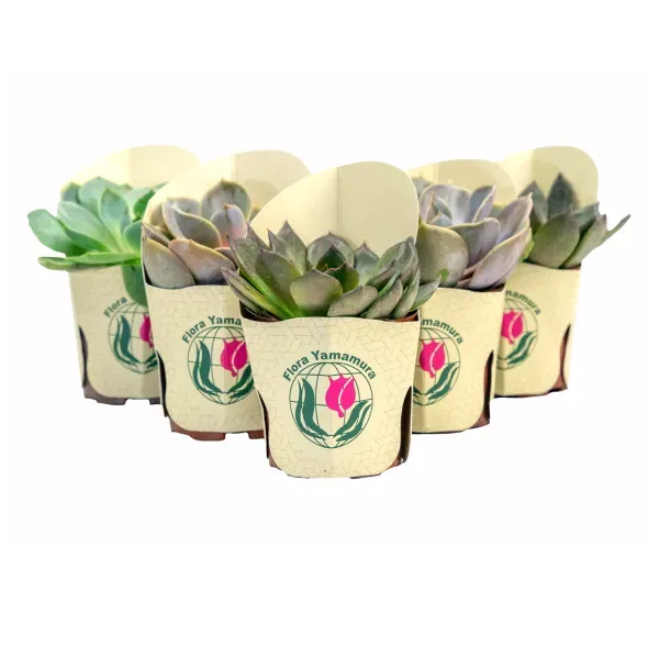 Echeveria Mini - Rosa de Pedra Pote 06 Único