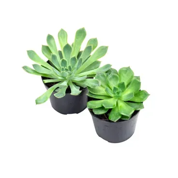 Echeveria-Mini-Rosa-de-Pedra-Pote-09.webp