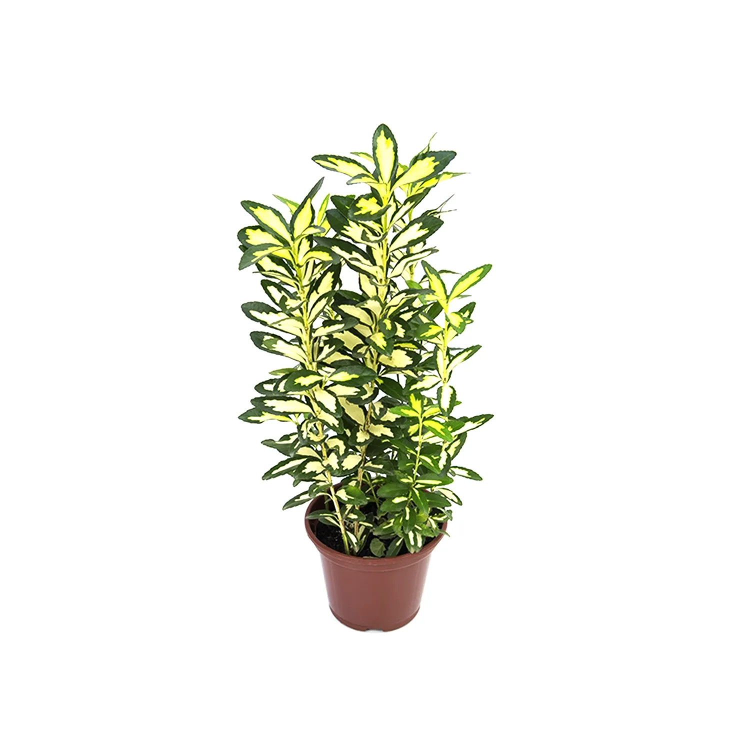 Euonymus-Aureus---Evonimo-P11.webp