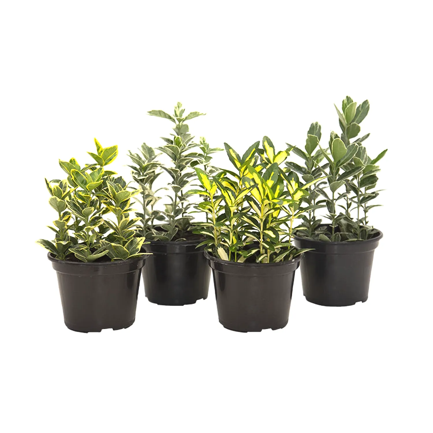 Euonymus-Variado---Evonimo-P15.webp