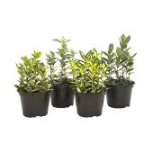 Euonymus Variado - Evônimo Pote 15