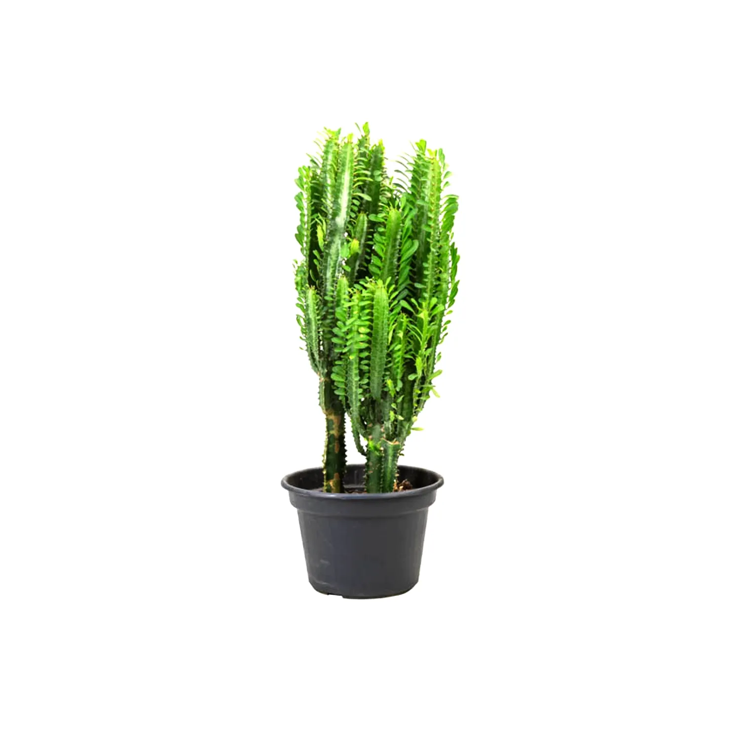 Cactus-Euphorbia-Trigona-Pote-24.webp