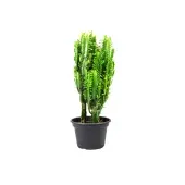 Cactus Euphorbia Trigona Pote 24