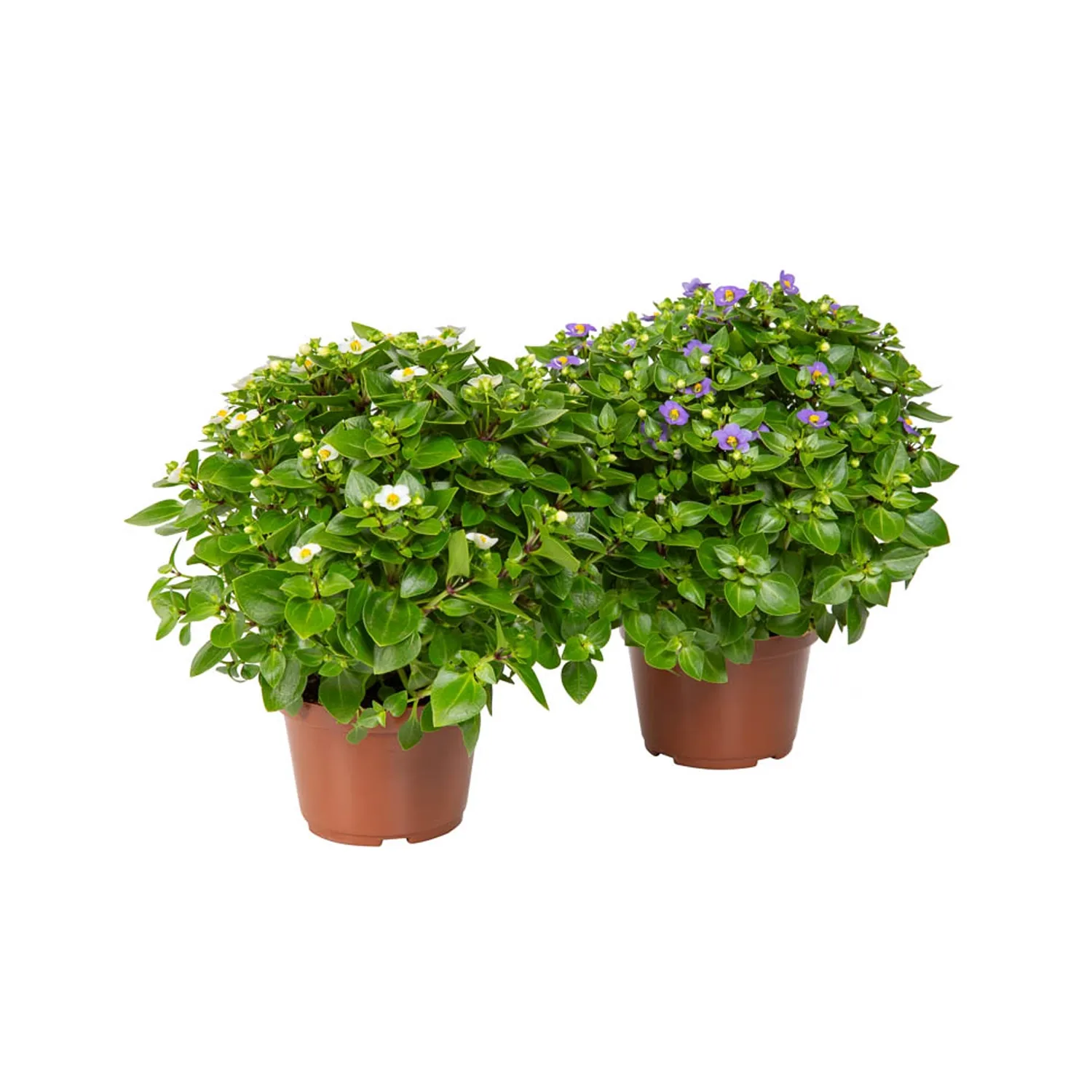 Exacum-Affine-Variado---Violeta-Persa-P11.webp