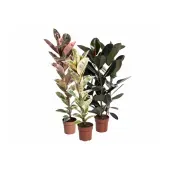 Ficus Elástica Variada Pote 24