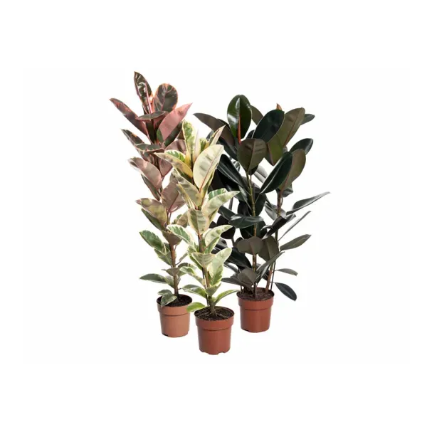 Ficus Elástica Variada Pote 24 Único
