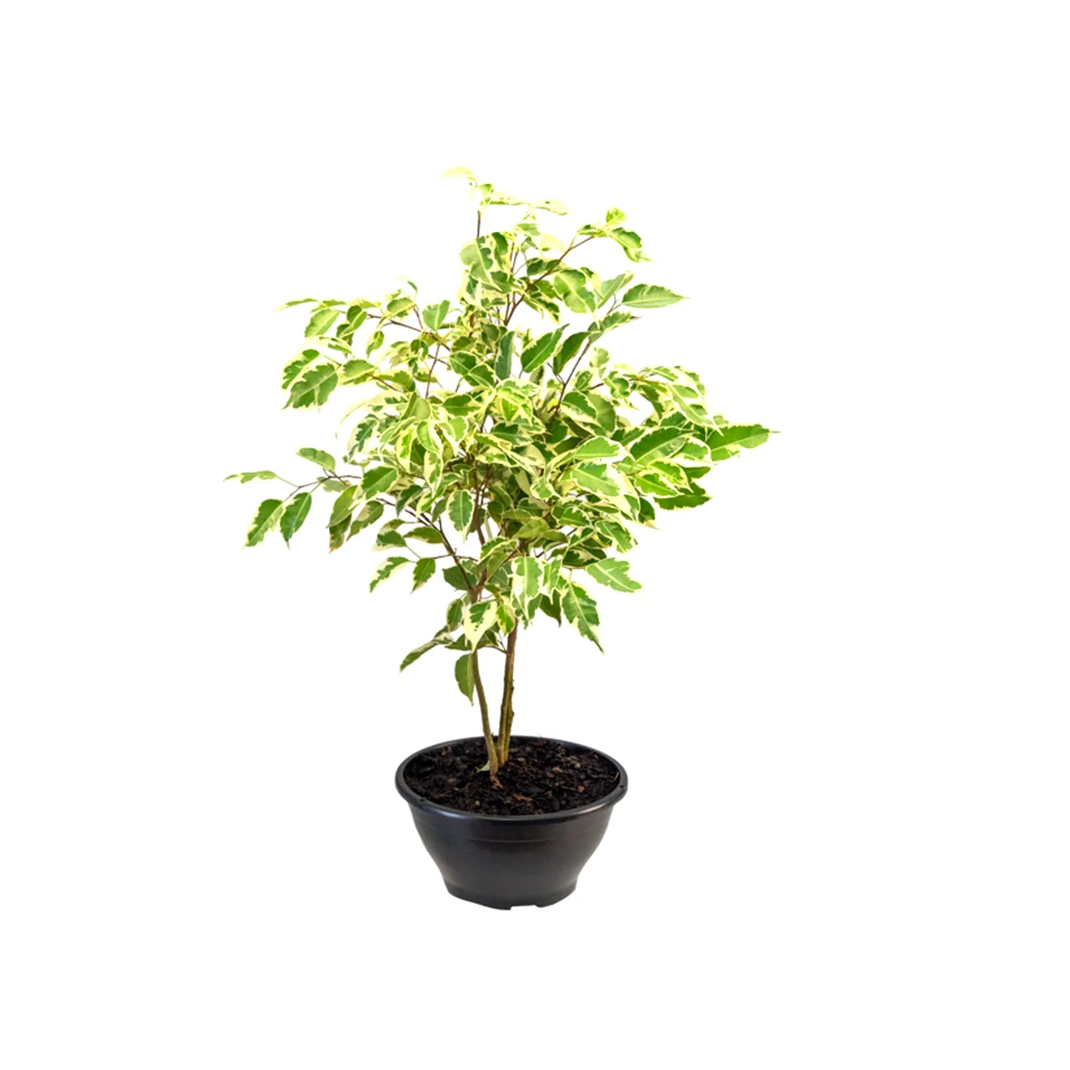Ficus-Ganthel-Trancado-Cuia-21.webp