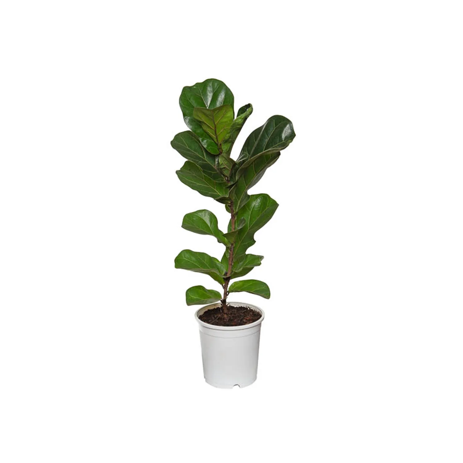 Ficus-Lyrata-Bambino-Compacto-P17.webp