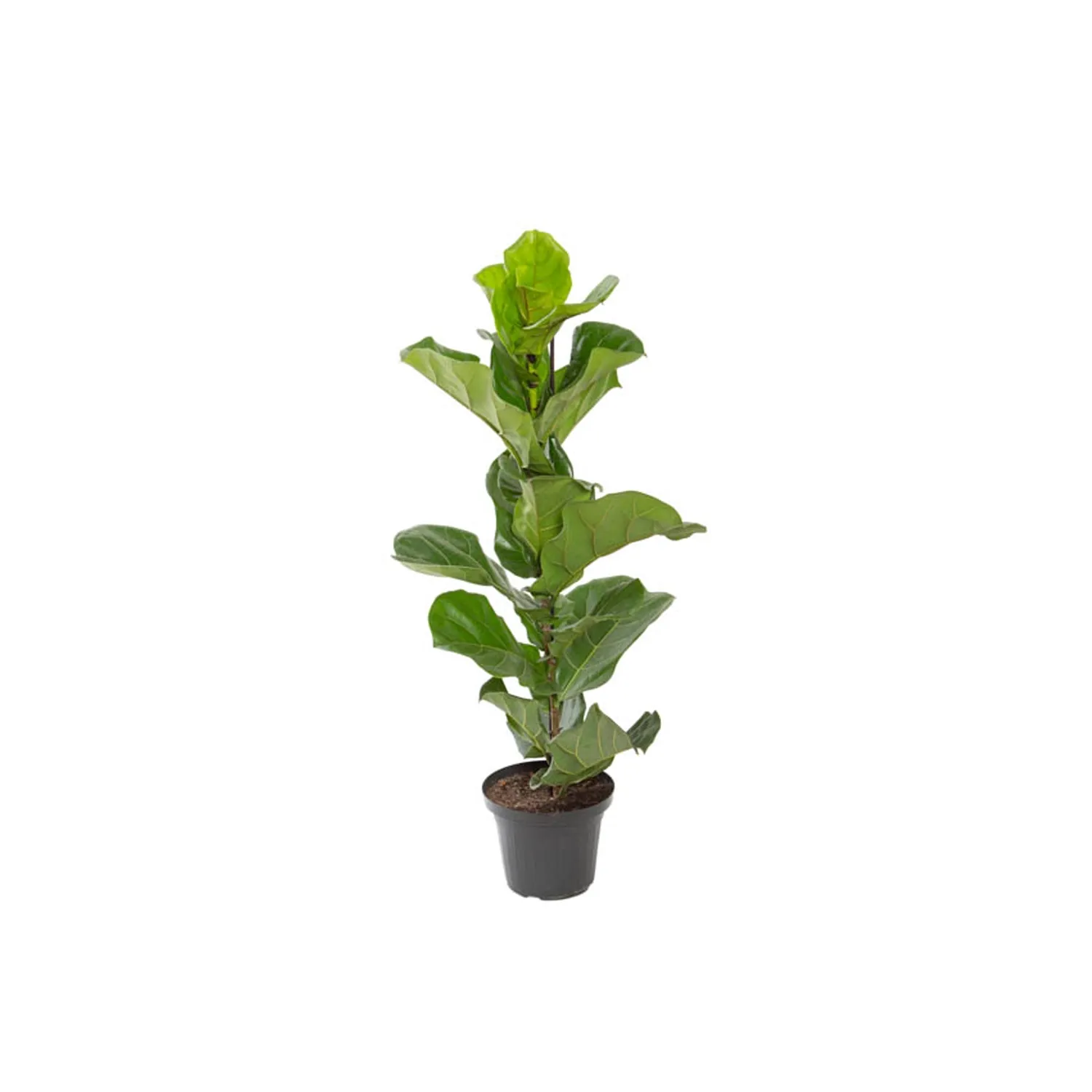 Ficus-Lyrata-Planta-Natural-Pote-24.webp