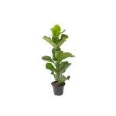 Ficus Lyrata Planta Natural Pote 24