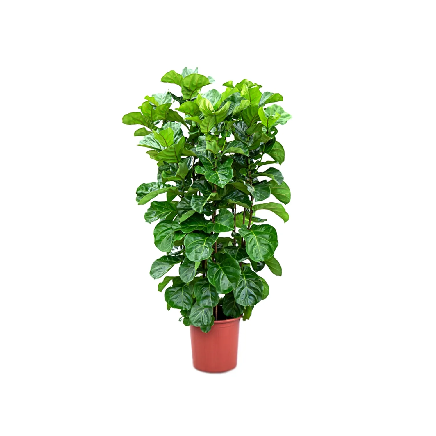 Ficus-Lyrata-Planta-Natural-Pote-50.webp
