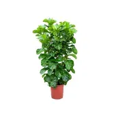 Ficus Lyrata Planta Natural Pote 50