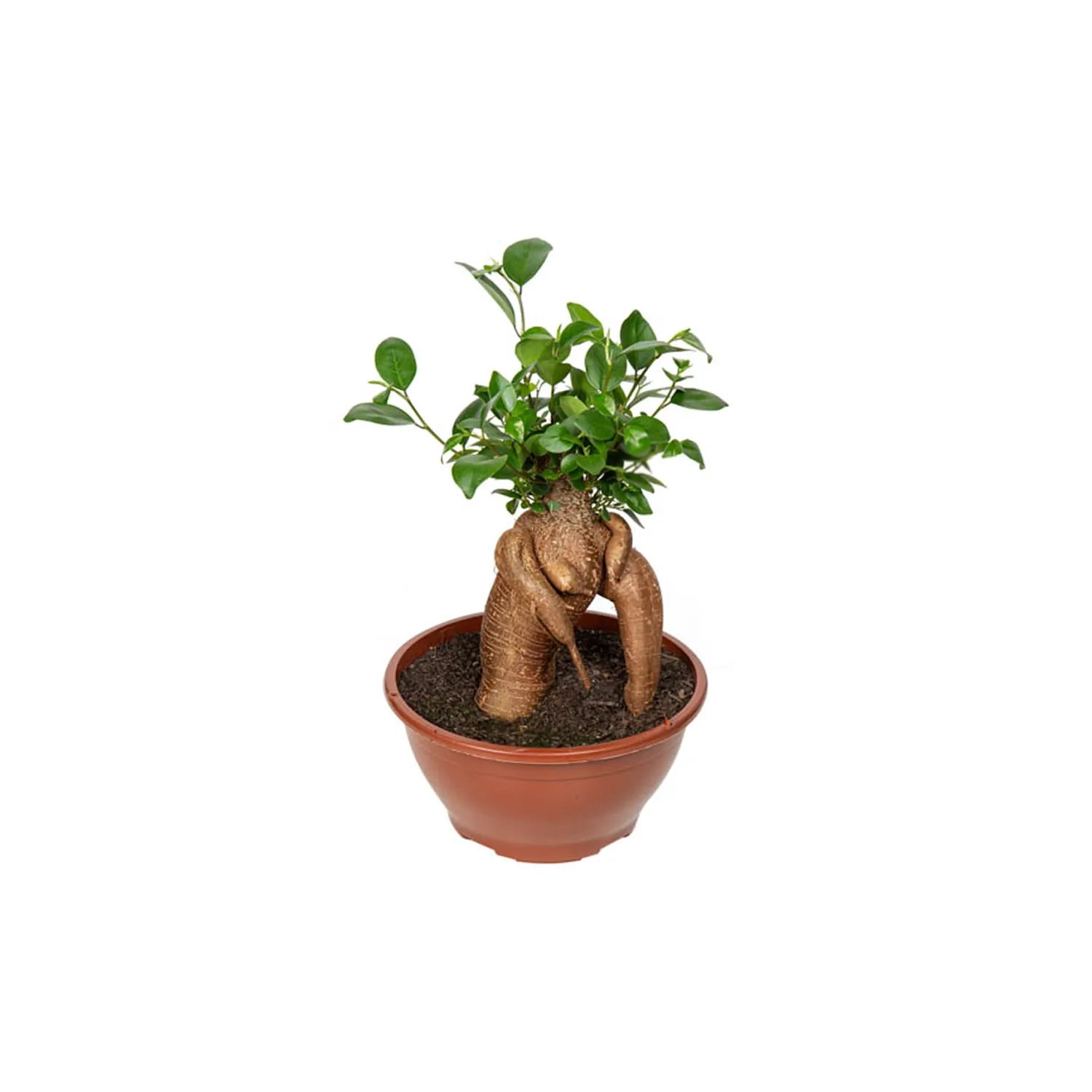 Ficus-Microcarpa-Ginseng-Cuia-21.webp