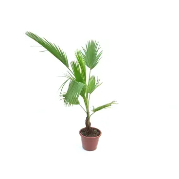 Ficus-Tronco-Trancado-Variado-Pote-15.webp