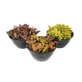 Fitonia Folha Fina Planta-Mosaico Cuia 21