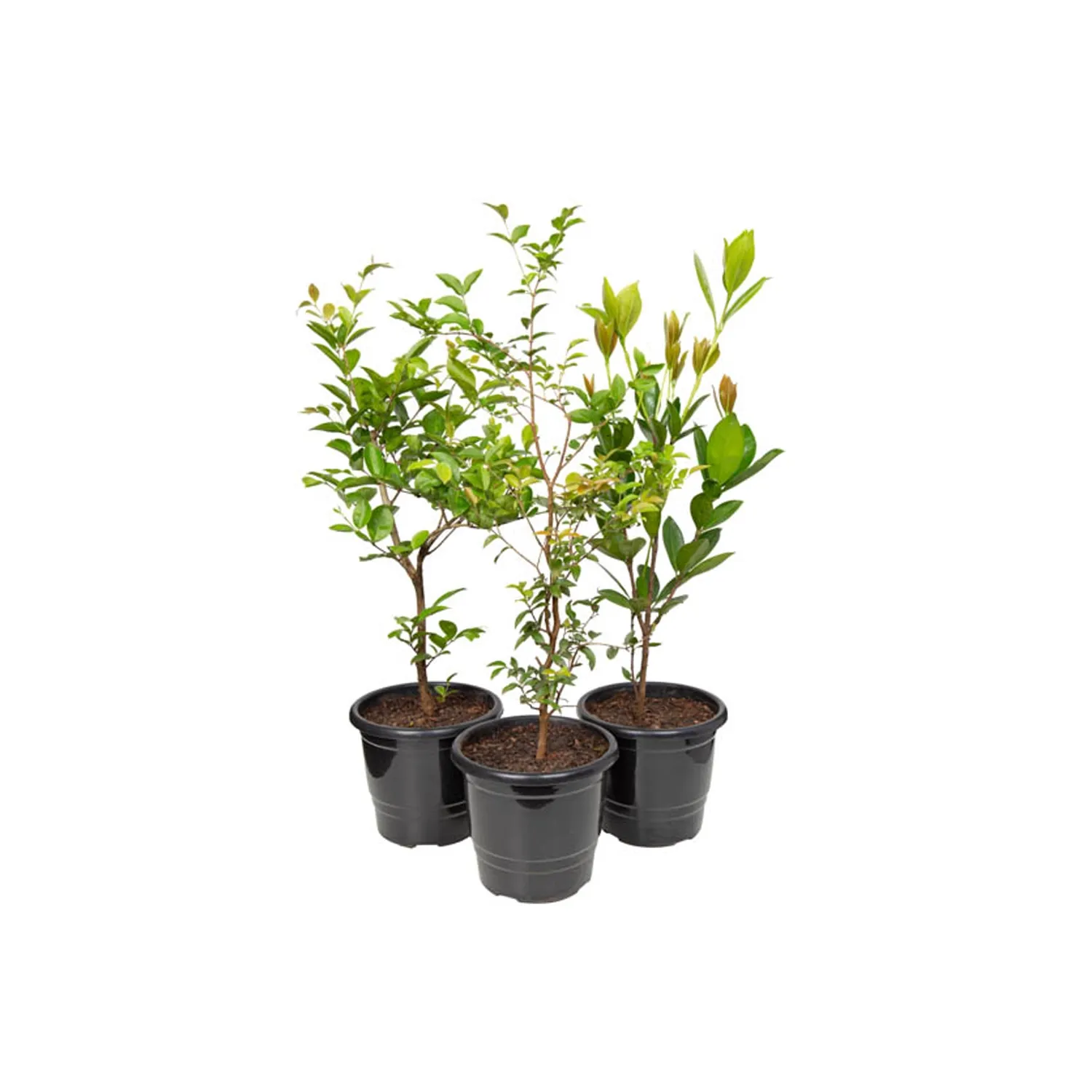 Frutiferas-Variado-Natural-Pote-17.webp
