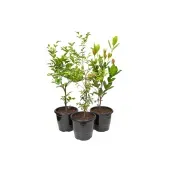 Frutiferas Variado Natural Pote 17