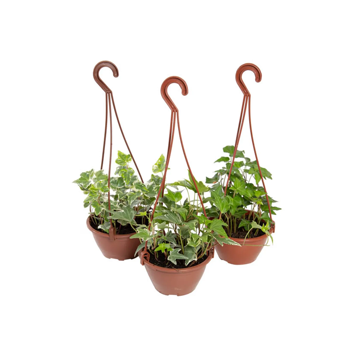 Hedera-Variada-Natural-Cuia-13.webp