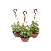 Hedera Variada Natural Cuia 13