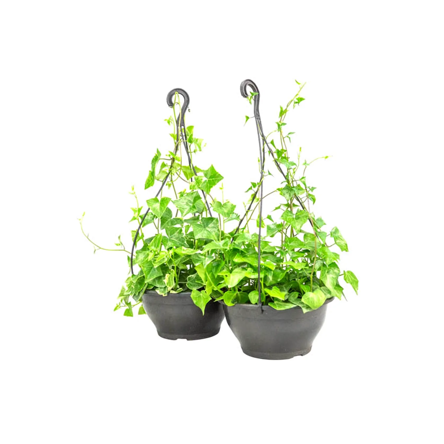 Hedera-Variada-Natural-Cuia-25.webp