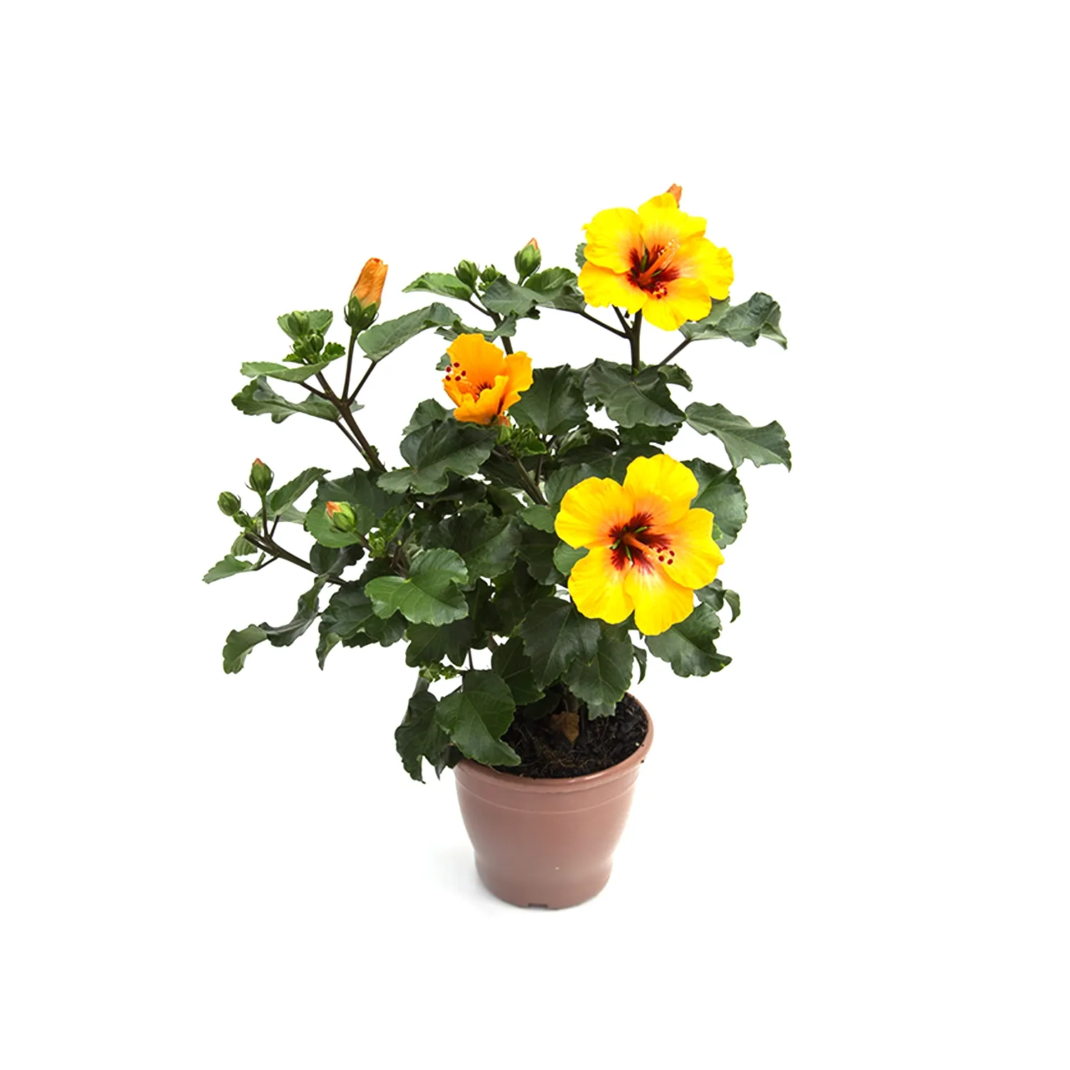 Hibisqs-Petit-Hibisco-Laranja-P13.webp