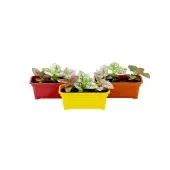 Hypoestes Mini Jardineira 1,1 L