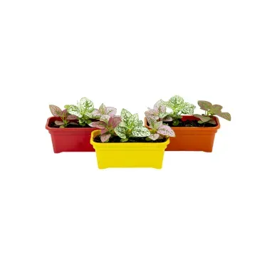 Hypoestes-Mini-Jardineira-1.1L.webp