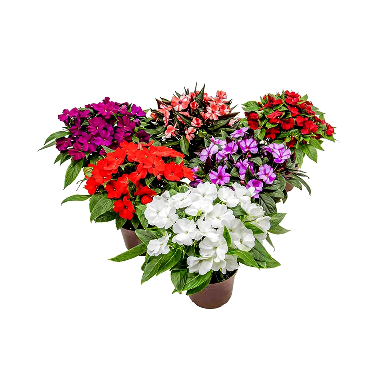 Impatiens-Maria-sem-Vergonha-P13.webp