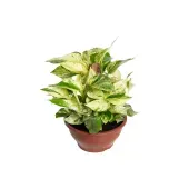 Jiboia Branca Planta Natural Cuia 21