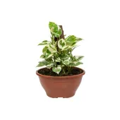 Jiboia Njoy Planta Natural Cuia 21