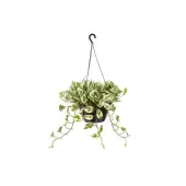 Jiboia Njoy Pendente Planta Natural Cuia 21