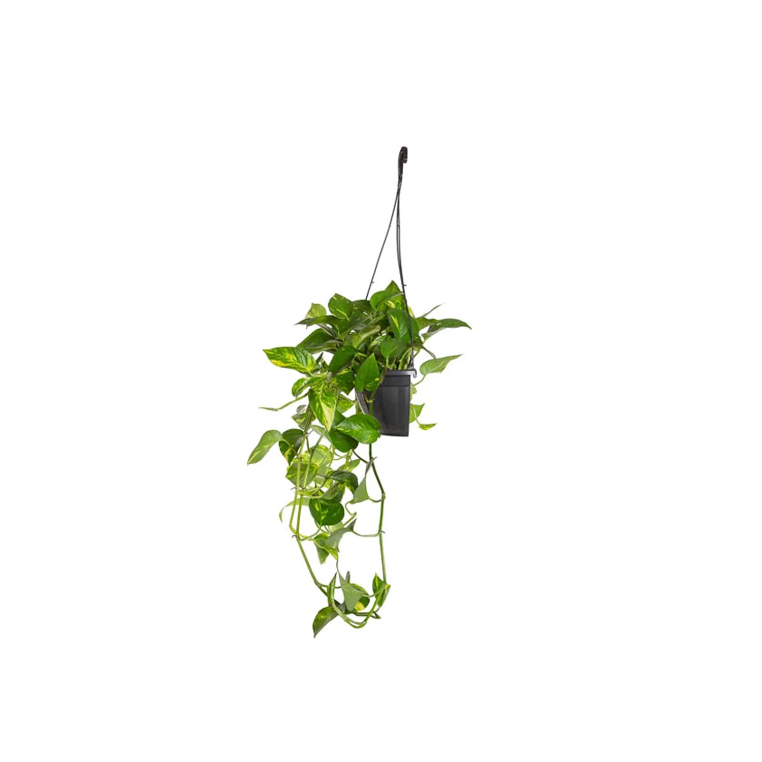 Jiboia-Verde-Pendente-Meia-Cuia.webp