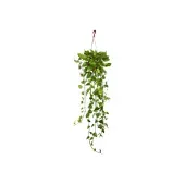 Jiboia Verde Pendente Planta Natural Cuia 21