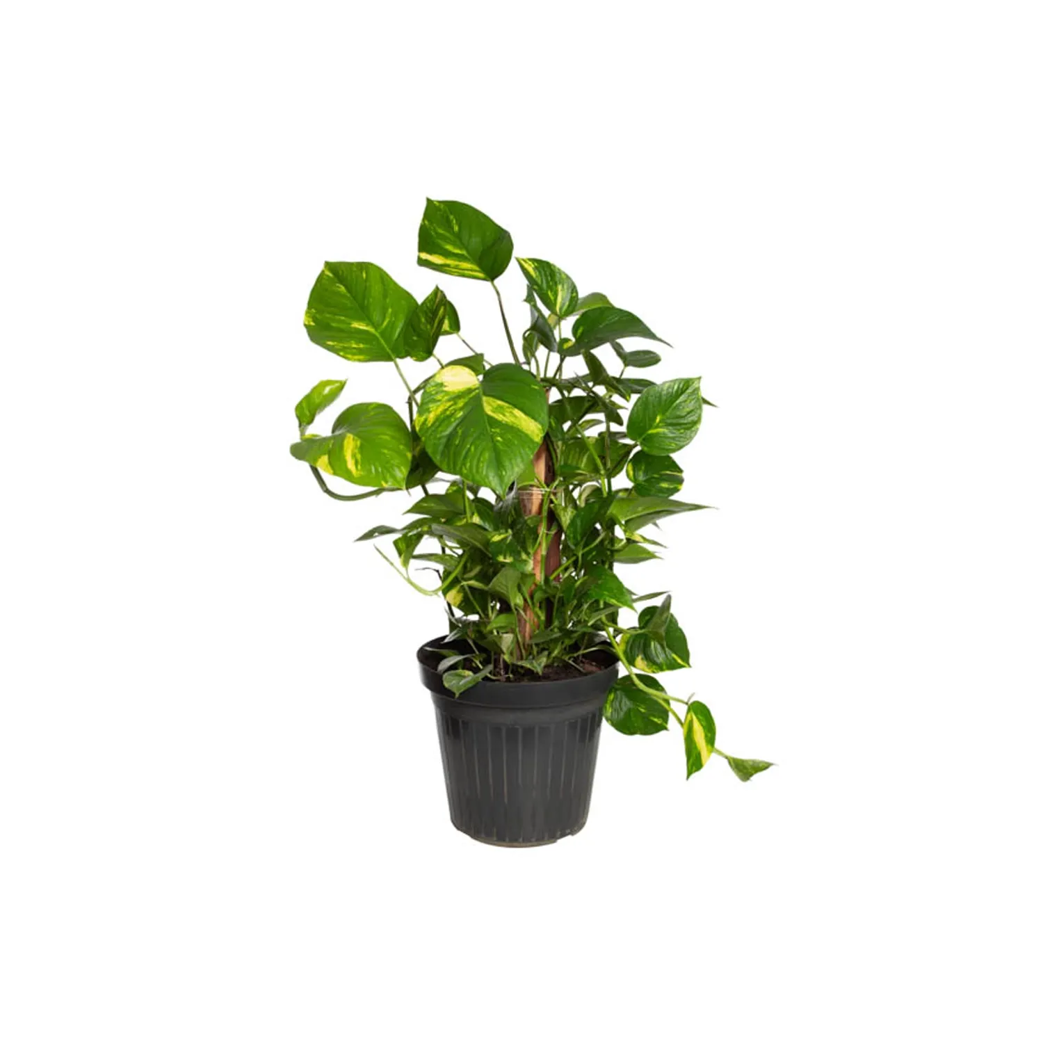 Jiboia-Verde-Planta-Natural-Pote-30.webp
