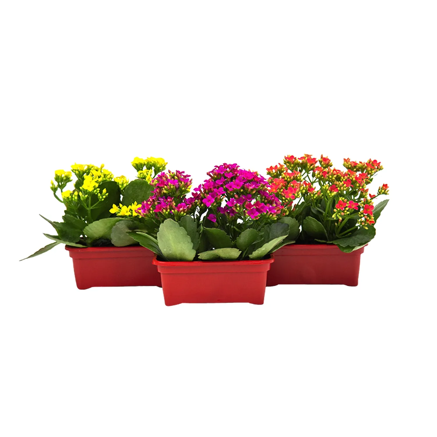 Kalanchoe-Mini-Jardineira-15cm.webp