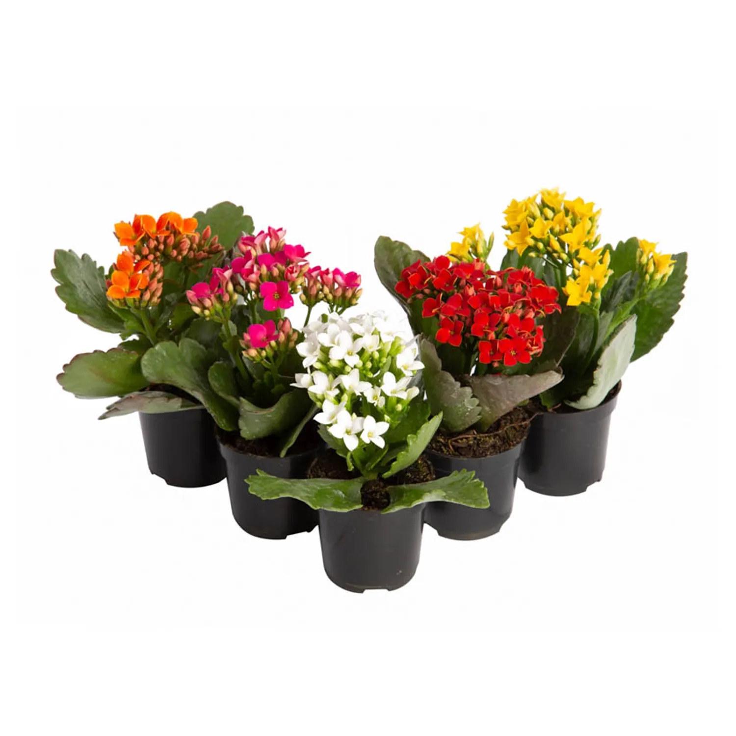 Kalanchoe-Mini-Planta-Natural-P06.webp