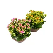Kalanchoe Dobrado Planta Natural Cuia 21