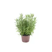 Lavandula Angustifolia Alfazema Pote 15