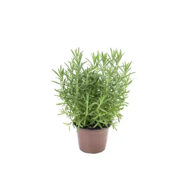 Lavandula-Angustifolia-Alfazema-P15.webp