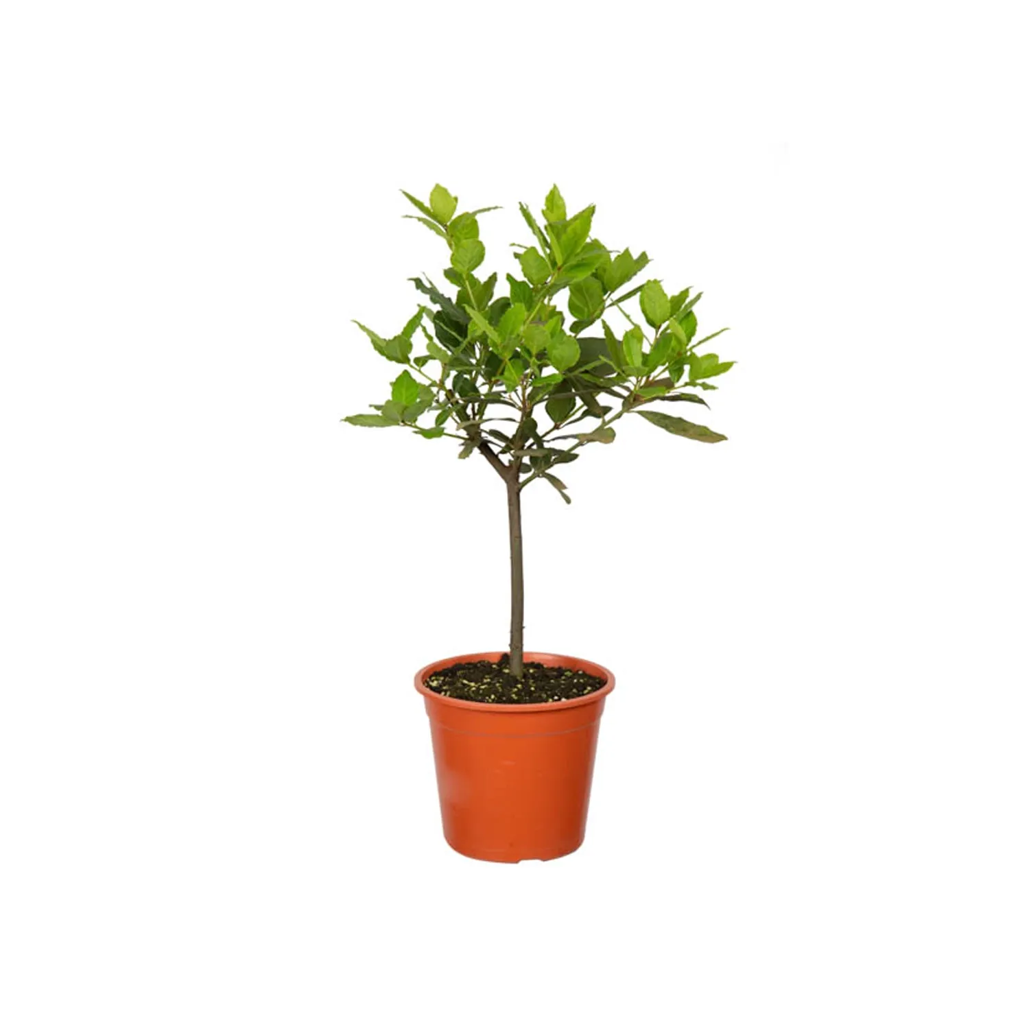 Louro---Laurus-Nobilis-P17.webp