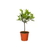 Louro - Laurus Nobilis Pote 17