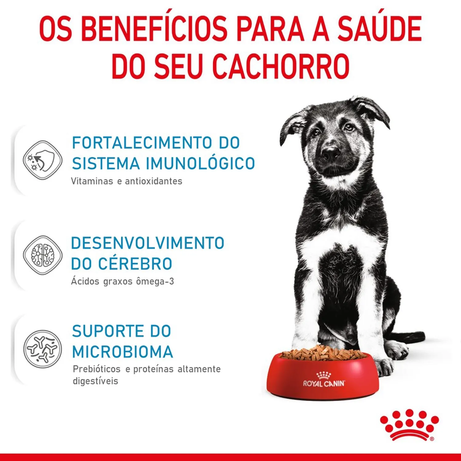 Racao-Royal-Canin-Maxi-Puppy-Caes-Filhotes-Beneficios.webp